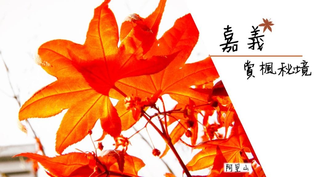 2017台灣楓葉_嘉義賞楓秘境