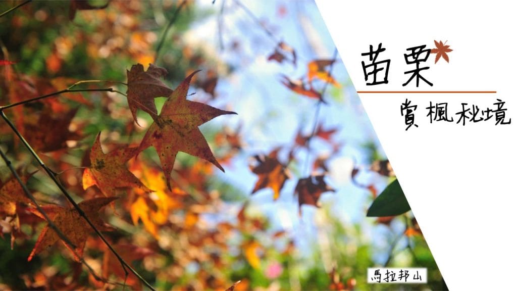 2017台灣楓葉_苗栗賞楓秘境