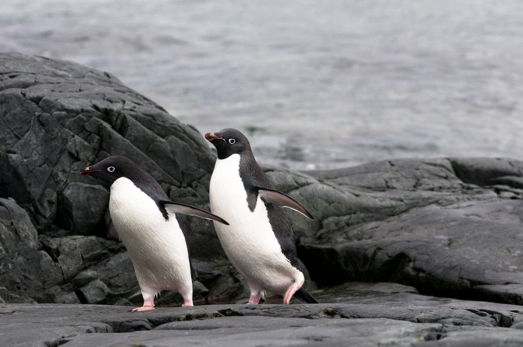 南極旅遊第八天：再見南極