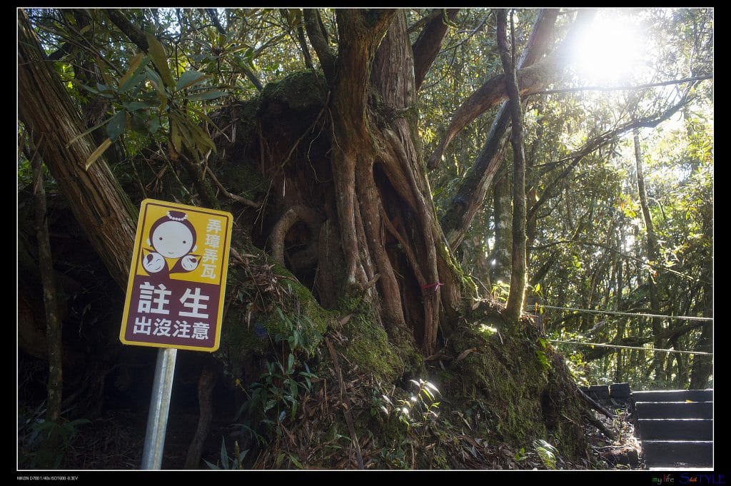 杉林溪森林生態園區