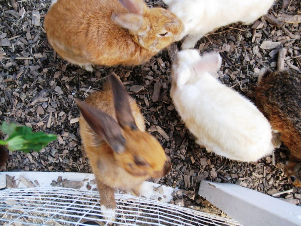 飛牛牧場_白兔